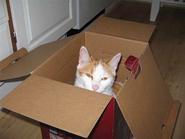 Huskat Bella - Papkassen er en sjov ting billede 14