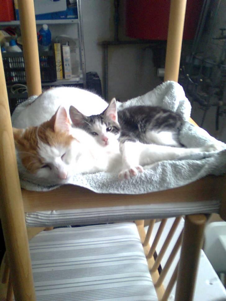 Huskat Bella - Bella & Sofus billede 15