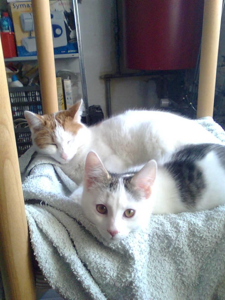 Huskat Bella - Bella & Ida billede 16