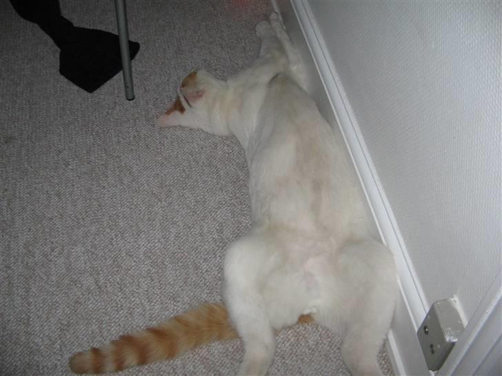 Huskat Willy (R.I.P.) billede 10