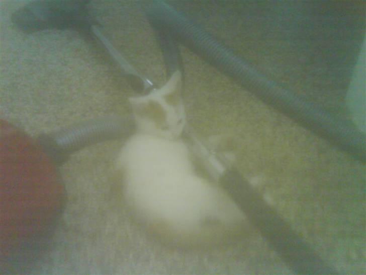 Huskat Willy (R.I.P.) billede 11