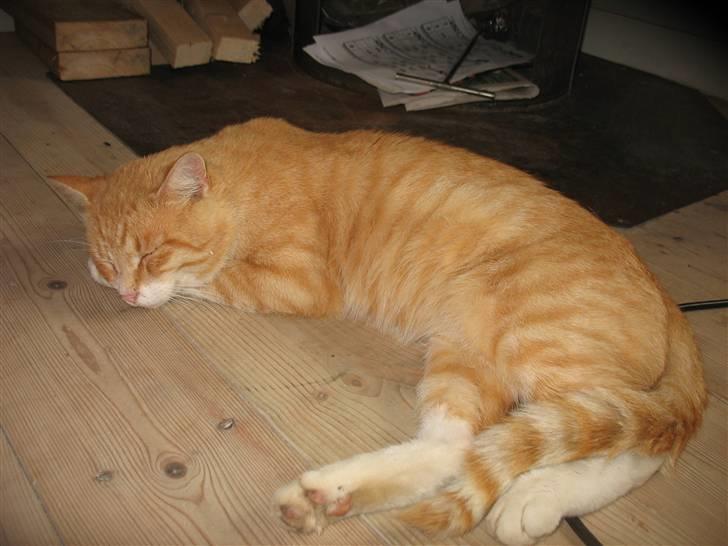 Blanding af racer Zacho´s Buster billede 4