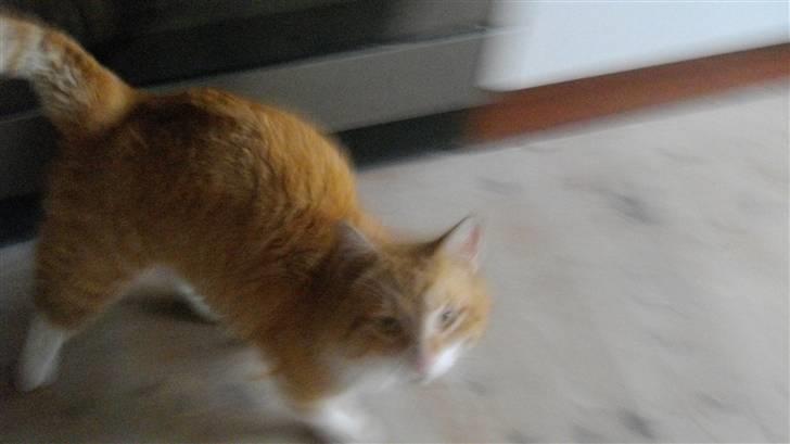 Blanding af racer Zacho´s Buster billede 5