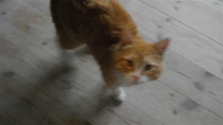 Blanding af racer Zacho´s Buster billede 6