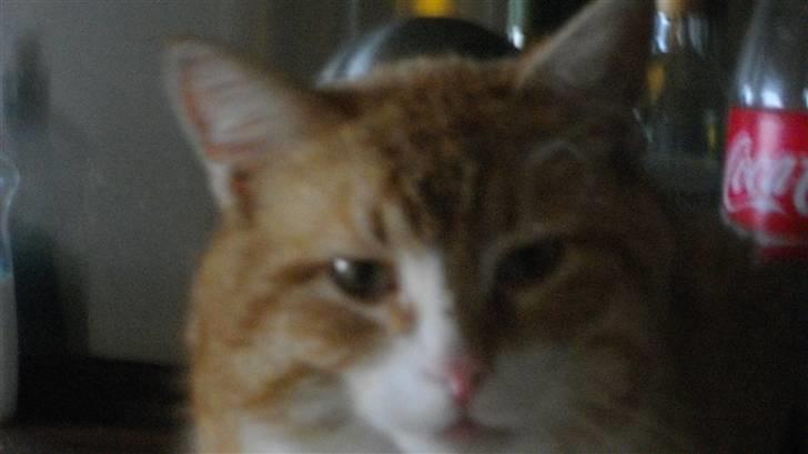 Blanding af racer Zacho´s Buster billede 7