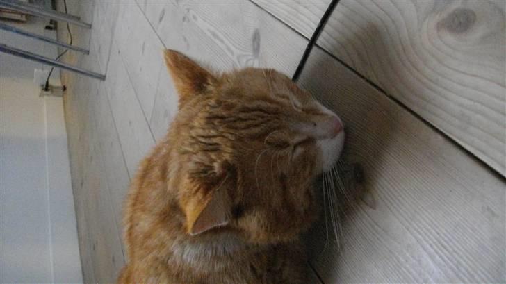 Blanding af racer Zacho´s Buster billede 8