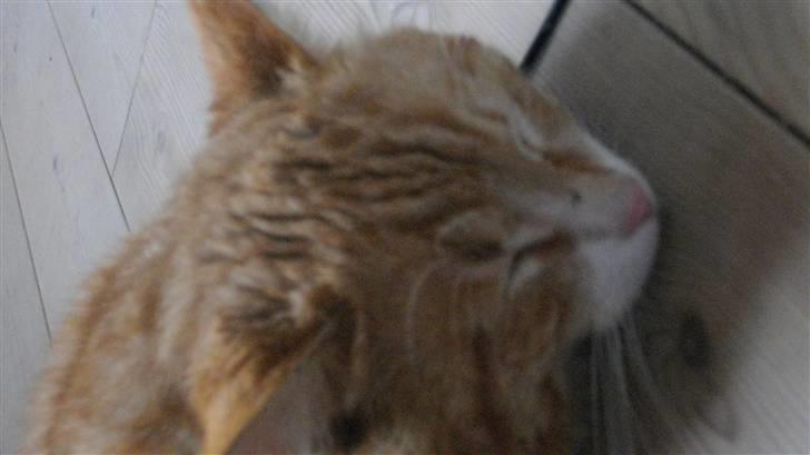 Blanding af racer Zacho´s Buster billede 9