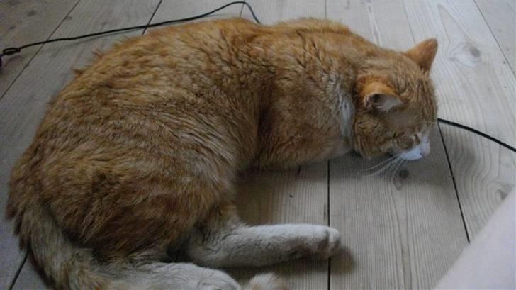 Blanding af racer Zacho´s Buster billede 10