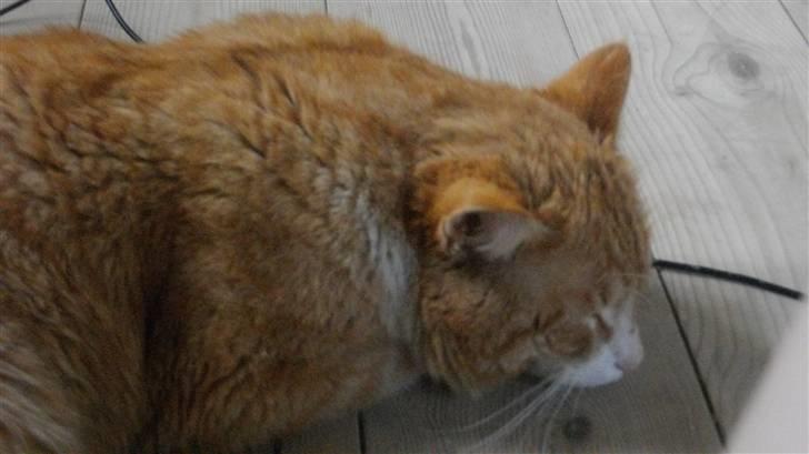 Blanding af racer Zacho´s Buster billede 11