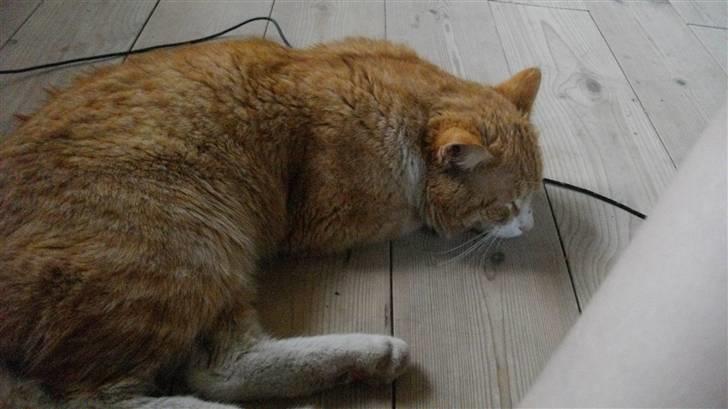 Blanding af racer Zacho´s Buster billede 12