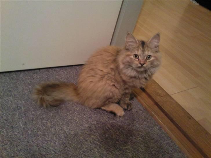 Blanding af racer Bellis billede 1