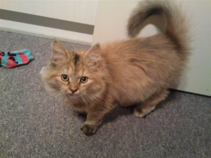 Blanding af racer Bellis billede 2