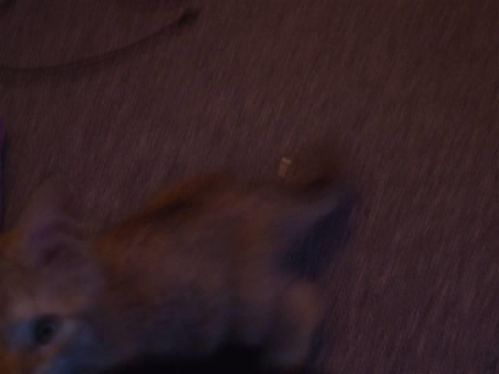 Blanding af racer Bellis billede 3