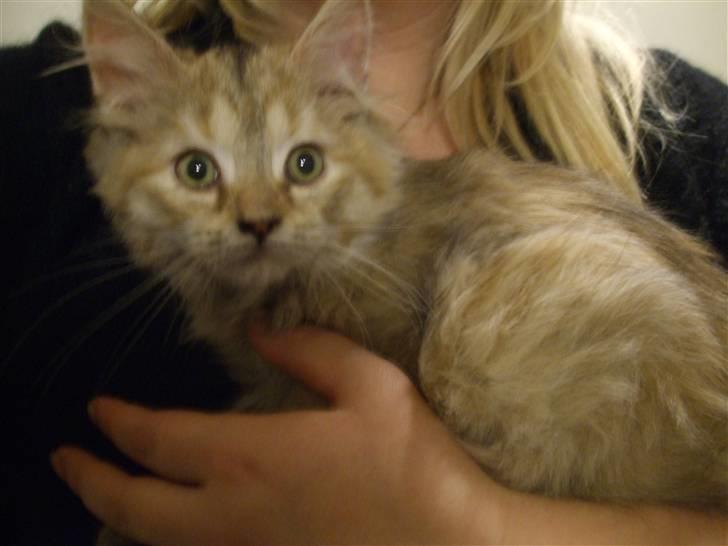 Blanding af racer Bellis billede 5