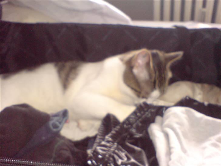 Huskat George Clooney - Min mor må ikke tage nogen steder uden mig -så jeg putter lige mig selv ned i kufferten. billede 11