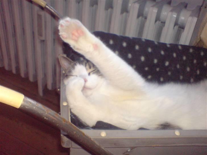 Huskat George Clooney billede 13