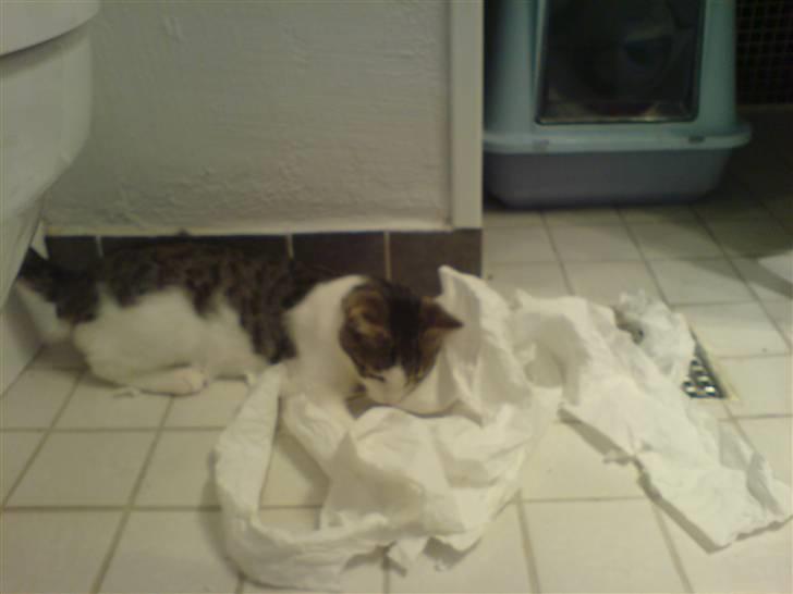 Huskat George Clooney - En hel rulle toiletpapir på gulvet og så er der underholdning i timevis billede 15