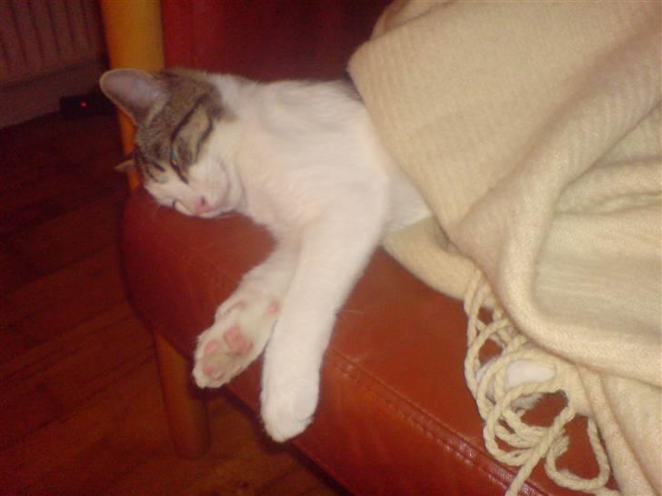 Huskat George Clooney billede 16