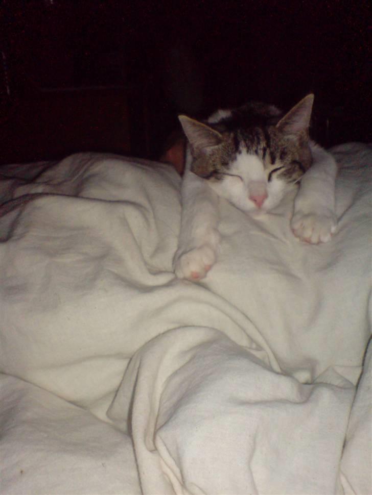 Huskat George Clooney billede 18