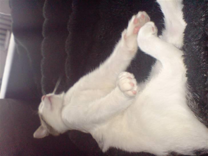 Huskat George Clooney billede 19