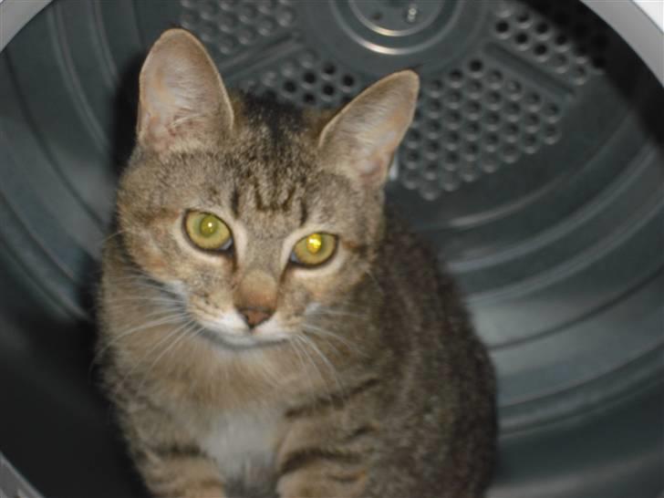 Huskat Mille billede 20