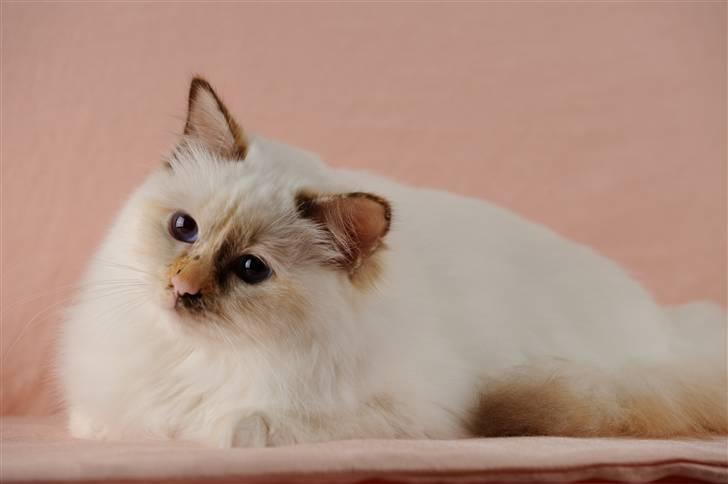 Hellig Birma Beiders Bright Benita - aka Nitte - Benita sidst i marts måned 2010 billede 4