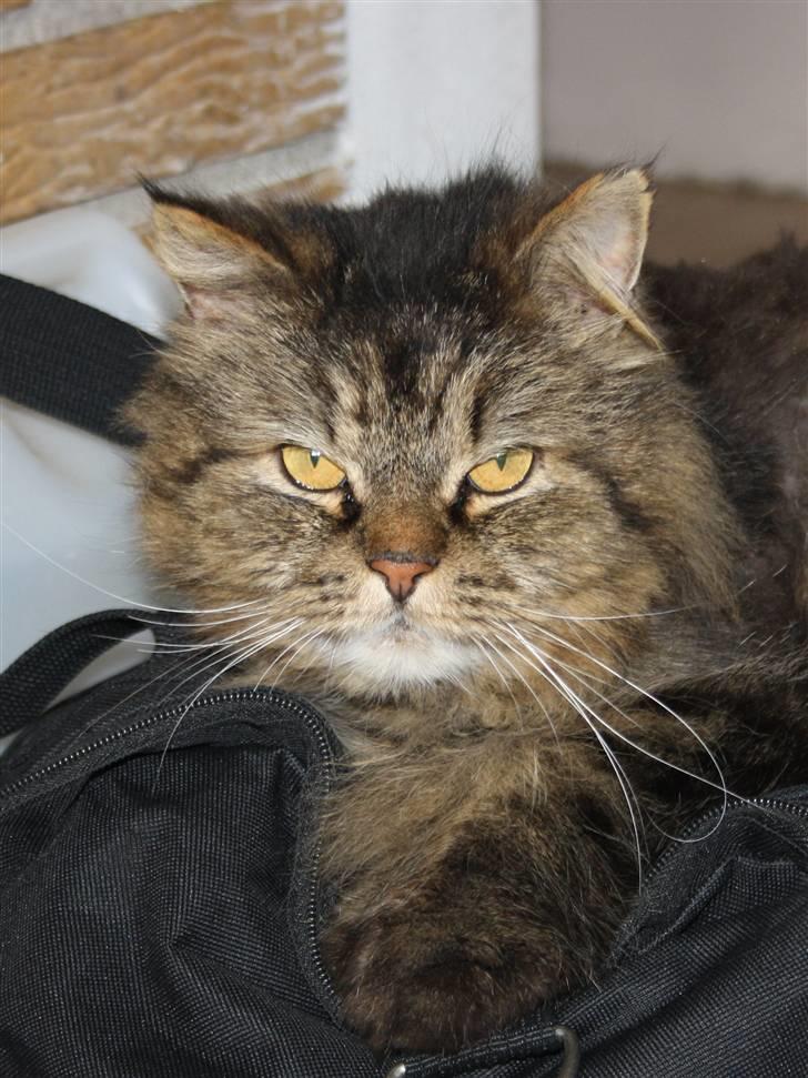 Blanding af racer Lille Mis billede 1