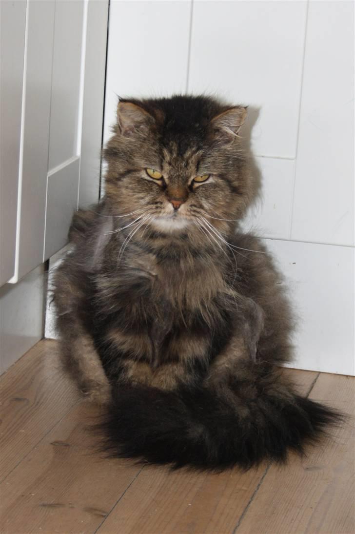 Blanding af racer Lille Mis billede 2