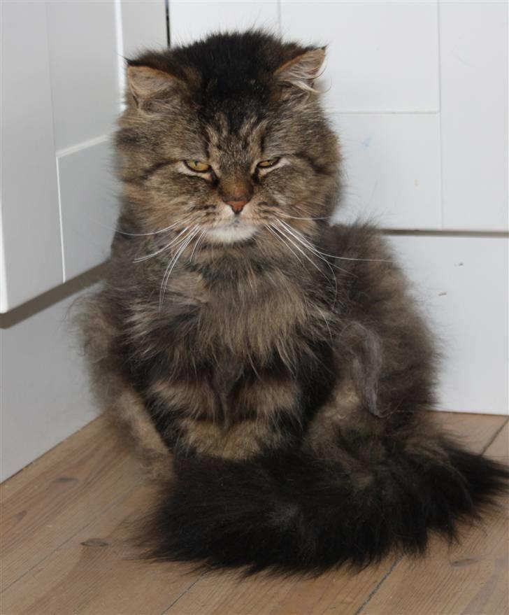 Blanding af racer Lille Mis billede 3