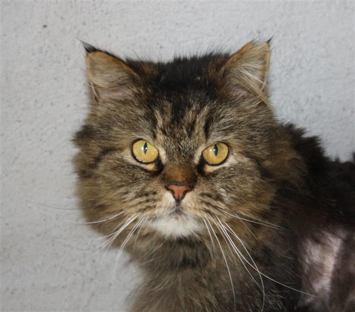 Blanding af racer Lille Mis billede 4