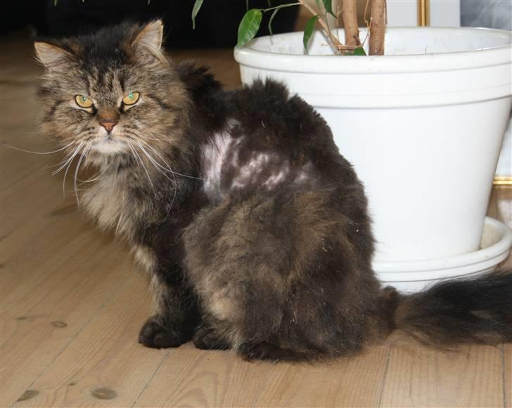 Blanding af racer Lille Mis billede 5