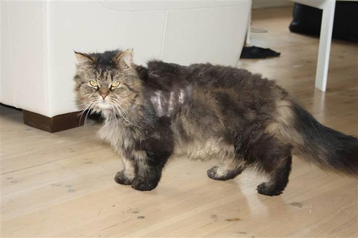 Blanding af racer Lille Mis billede 6