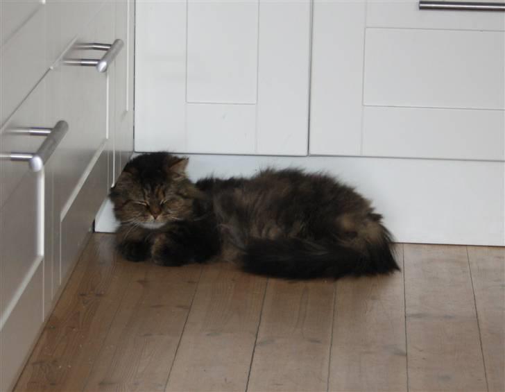 Blanding af racer Lille Mis billede 7