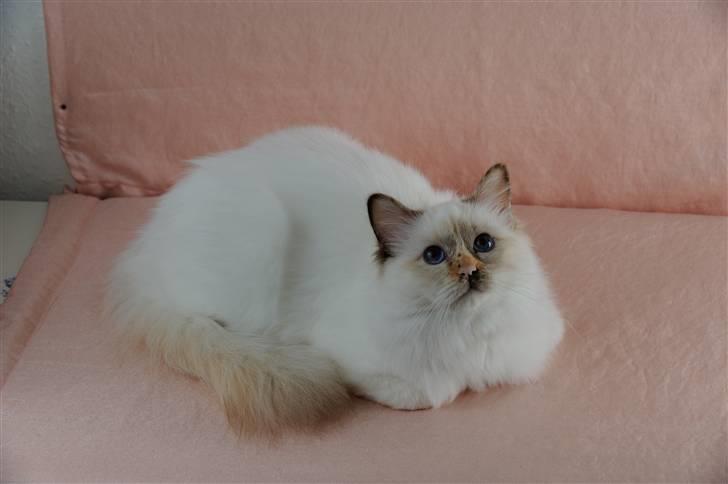 Hellig Birma Beiders Bright Benita - aka Nitte billede 5