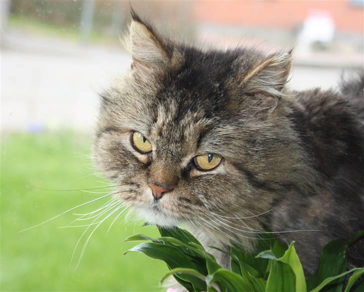 Blanding af racer Lille Mis billede 8