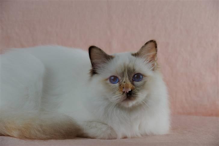 Hellig Birma Beiders Bright Benita - aka Nitte billede 6