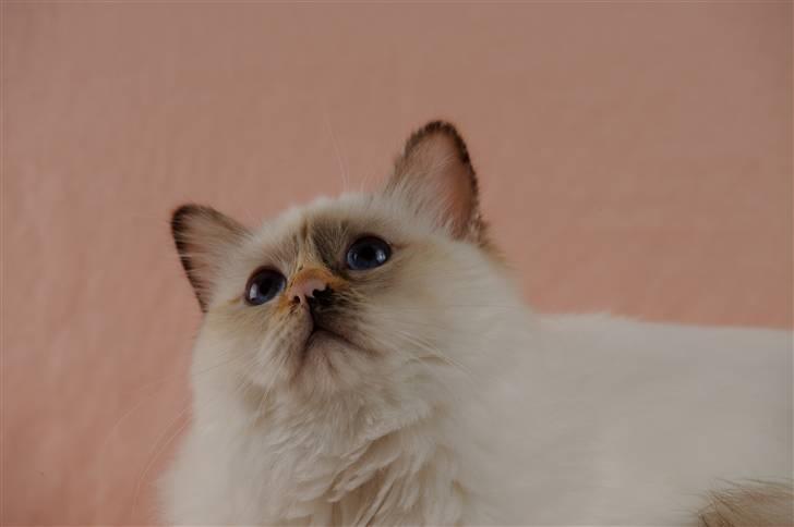 Hellig Birma Beiders Bright Benita - aka Nitte billede 7