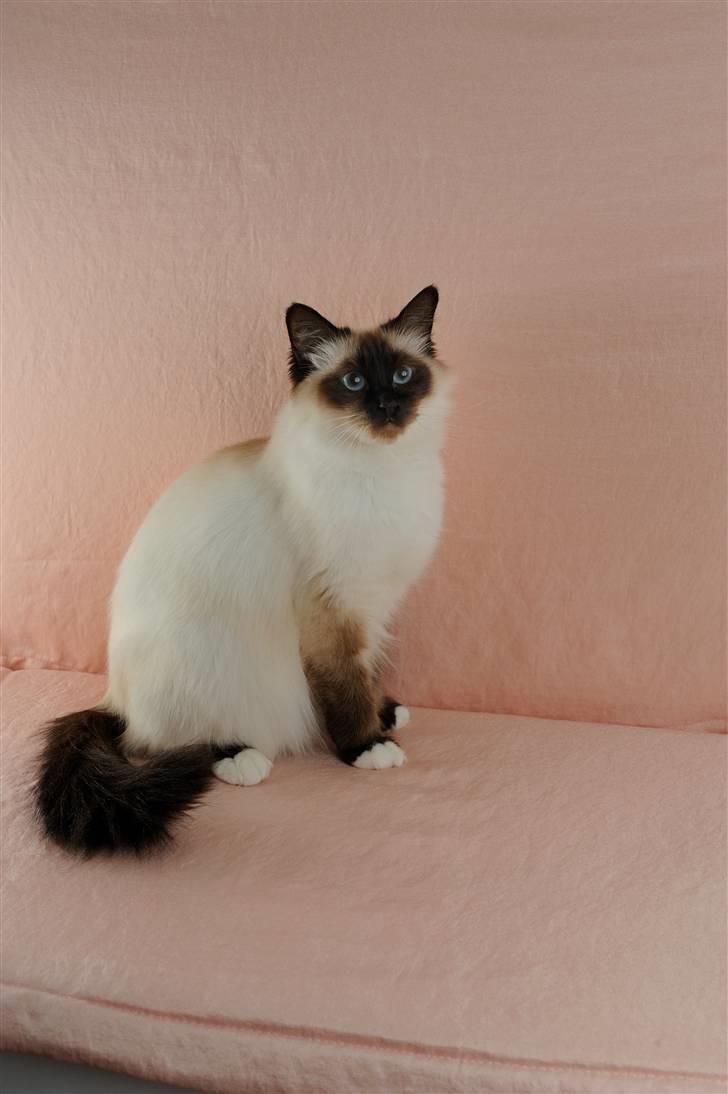 Hellig Birma Shengo Chantel - aka Coco - Coco sidst i mart måned 2010  billede 6