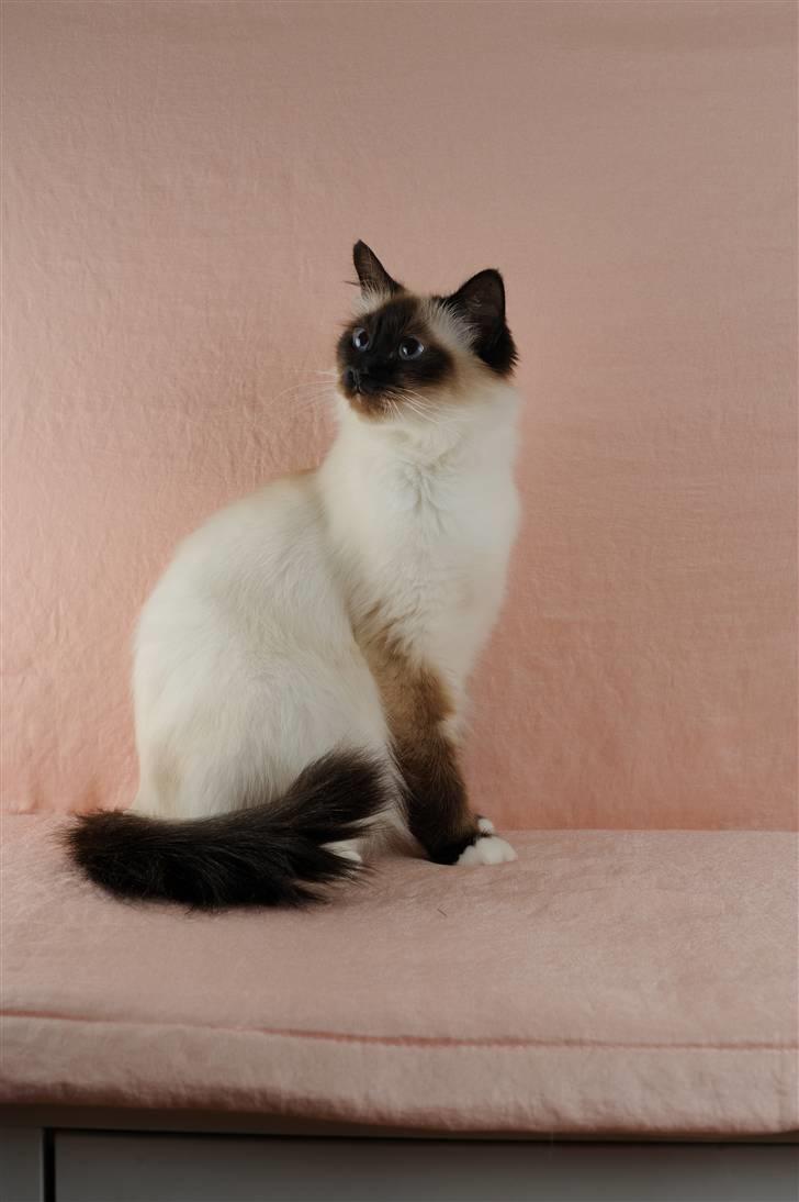 Hellig Birma Shengo Chantel - aka Coco billede 7