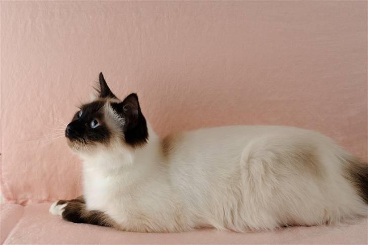 Hellig Birma Shengo Chantel - aka Coco billede 8