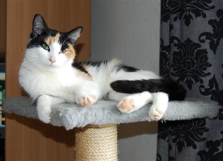 Blanding af racer Ida - Ida 1 år :) billede 1