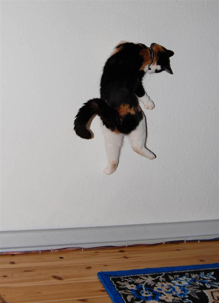 Blanding af racer Ida - Så hopper vi op af væggen. billede 3