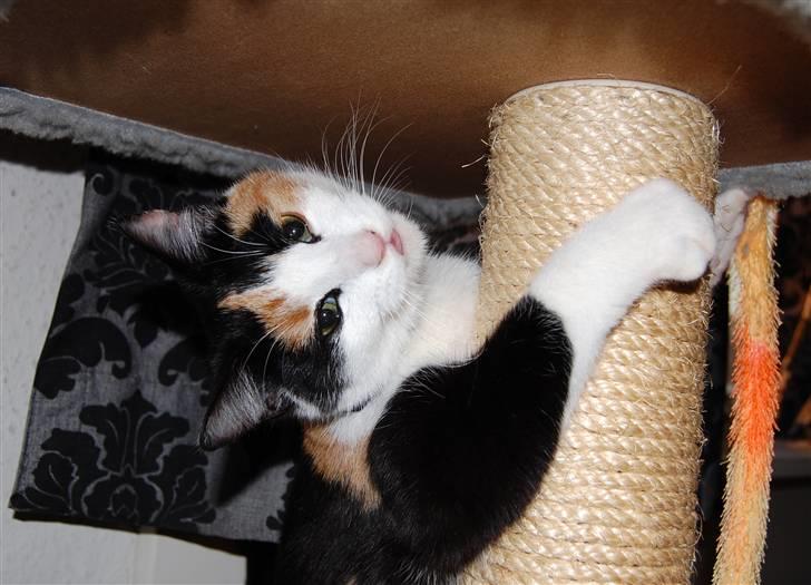 Blanding af racer Ida - I legehumør billede 5