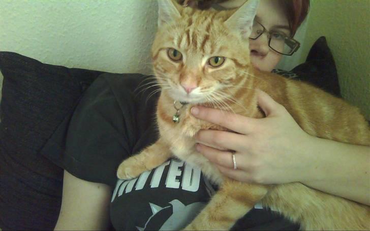 Huskat Spinner † R.I.P † - taget idag d. 21.04.10 billede 1