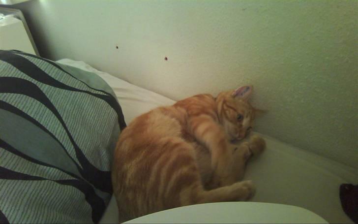 Huskat Spinner † R.I.P † - taget idag d. 21.04.10 billede 2