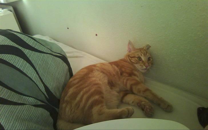 Huskat Spinner † R.I.P † - taget idag d. 21.04.10 billede 3