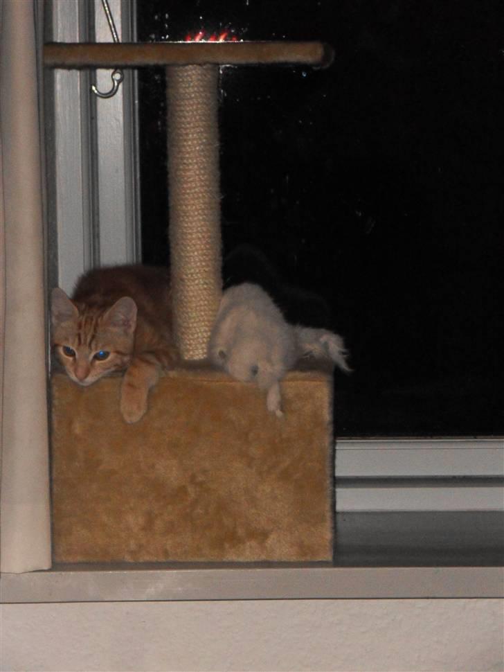 Huskat Spinner † R.I.P † - Da han kom hjem for første gang, d. 12.12.09 billede 5