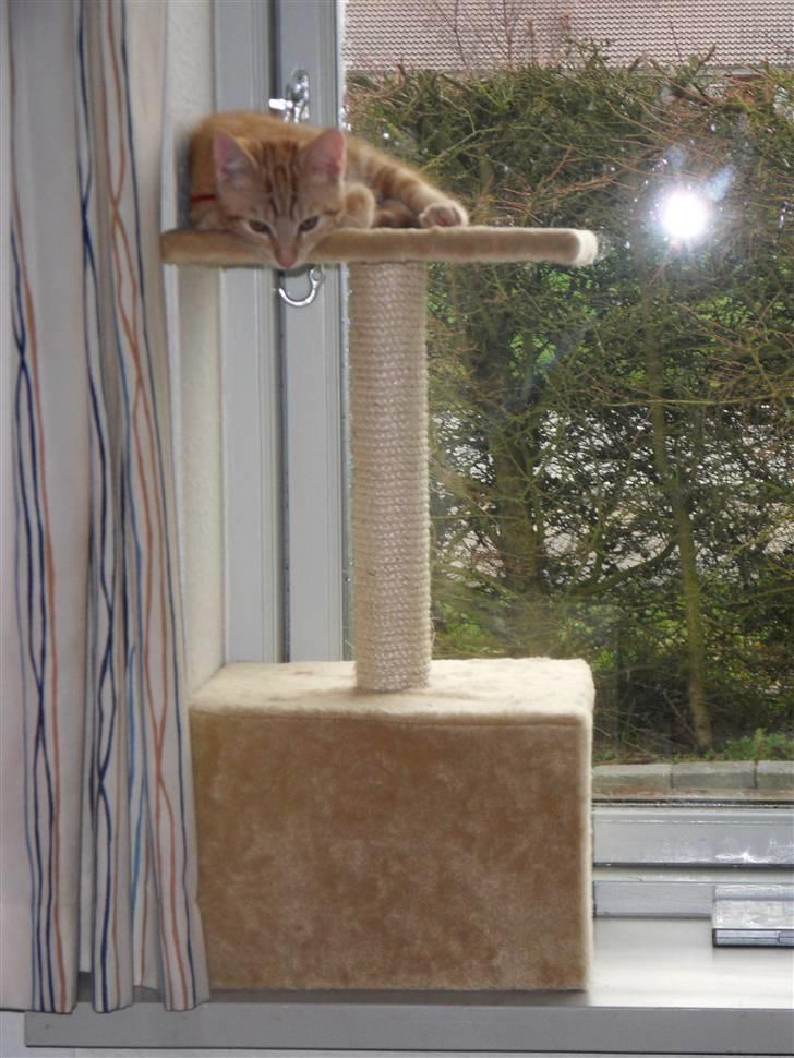 Huskat Spinner † R.I.P † - Da han kom hjem for første gang, d. 12.12.09 billede 6