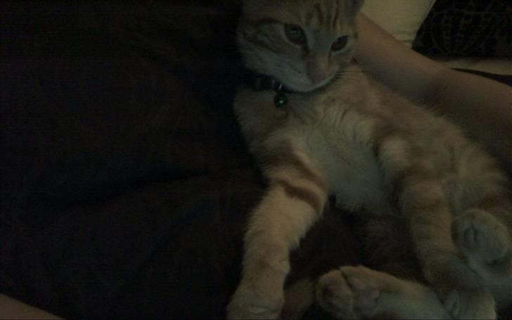 Huskat Spinner † R.I.P † - nogle dage efter han var kommet hjem billede 7