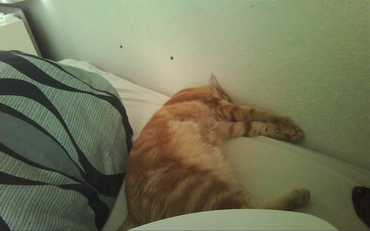 Huskat Spinner † R.I.P † - taget idag d. 21.04.10 billede 10